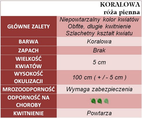 Koralowa róże pienne gł. zal.